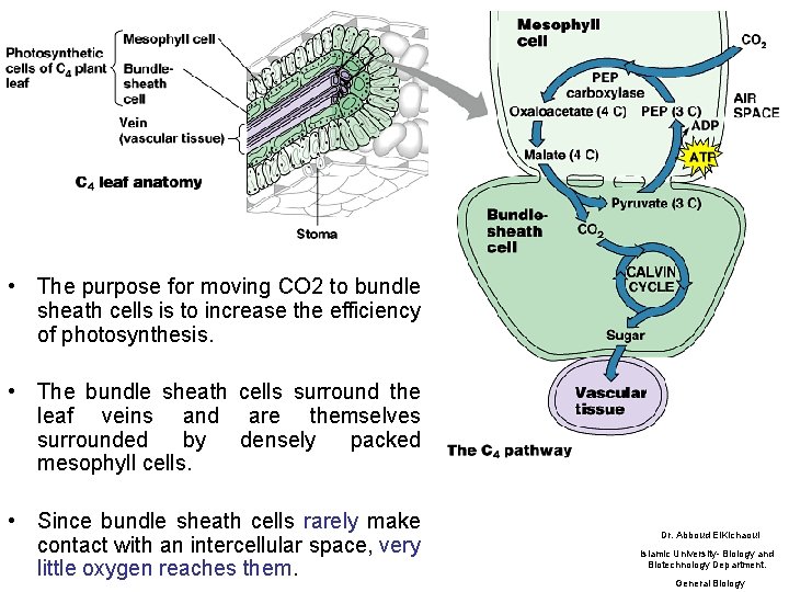  • The purpose for moving CO 2 to bundle sheath cells is to