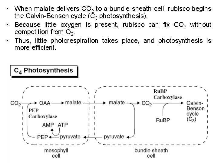  • When malate delivers CO 2 to a bundle sheath cell, rubisco begins