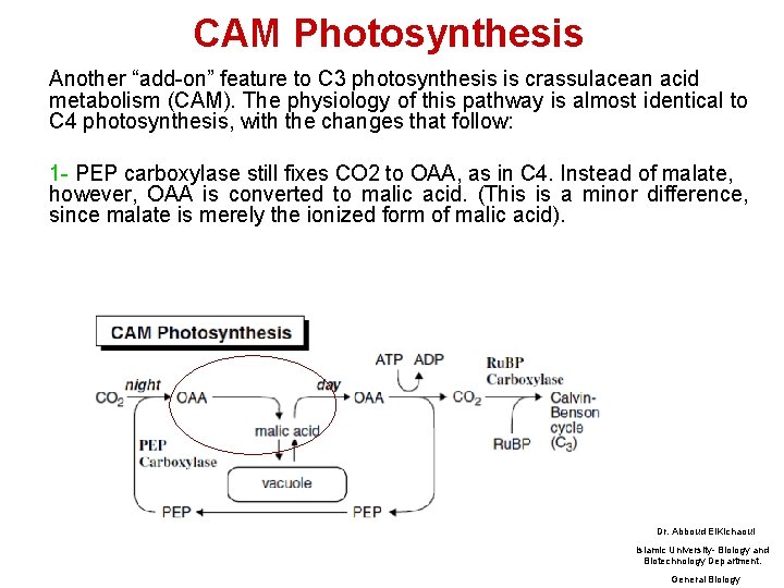 CAM Photosynthesis Another “add-on” feature to C 3 photosynthesis is crassulacean acid metabolism (CAM).