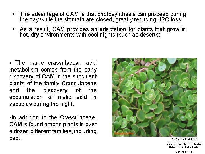  • The advantage of CAM is that photosynthesis can proceed during the day