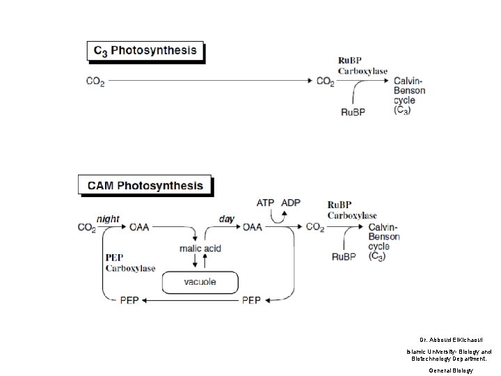 Dr. Abboud El. Kichaoui Islamic University- Biology and Biotechnology Department. General Biology Dr. Abboud El. Kichaoui Islamic University- Biology and Biotechnology Department. General Biology