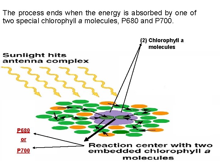 The process ends when the energy is absorbed by one of two special chlorophyll