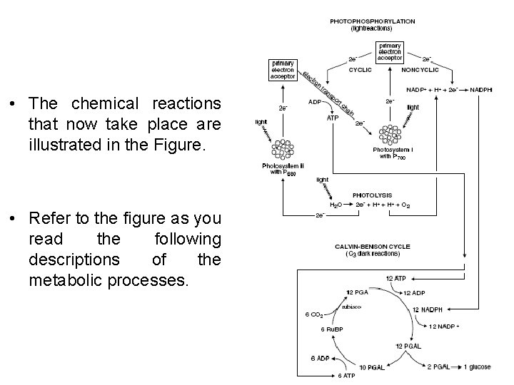  • The chemical reactions that now take place are illustrated in the Figure.