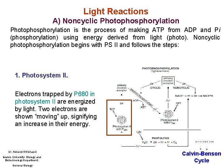 Light Reactions A) Noncyclic Photophosphorylation is the process of making ATP from ADP and