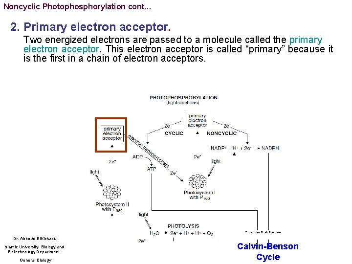 Noncyclic Photophosphorylation cont… 2. Primary electron acceptor. Two energized electrons are passed to a