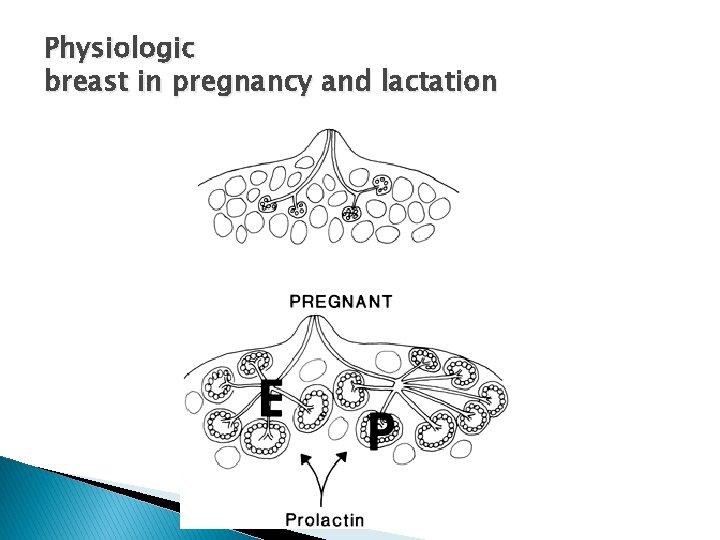 Physiologic breast in pregnancy and lactation 
