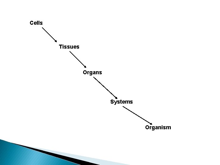 Cells Tissues Organs Systems Organism 