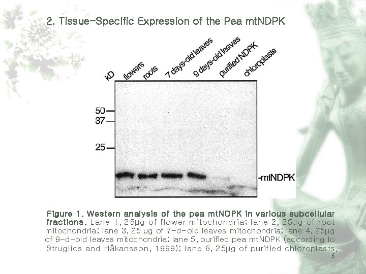 2. Tissue-Specific Expression of the Pea mt. NDPK Figure 1. Western analysis of the