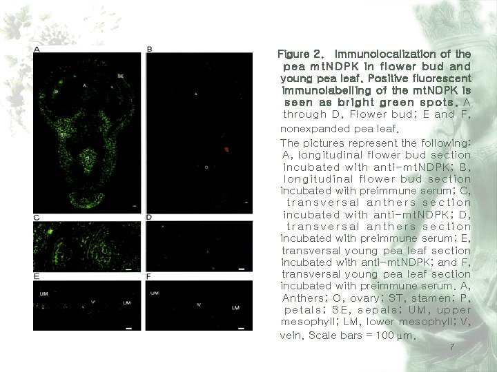 Figure 2. Immunolocalization of the pea mt. NDPK in flower bud and young pea