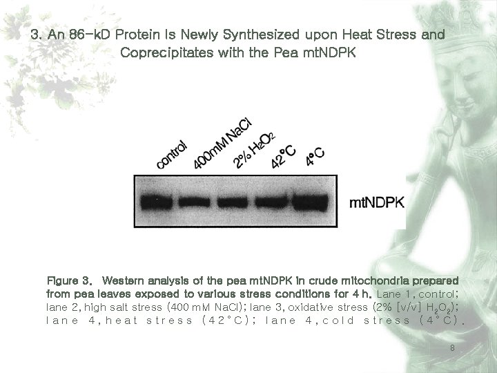 3. An 86 -k. D Protein Is Newly Synthesized upon Heat Stress and Coprecipitates