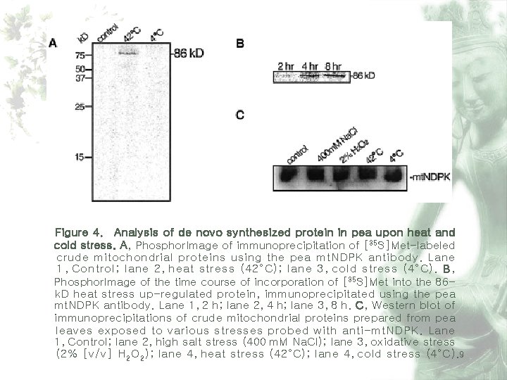 Figure 4. Analysis of de novo synthesized protein in pea upon heat and cold