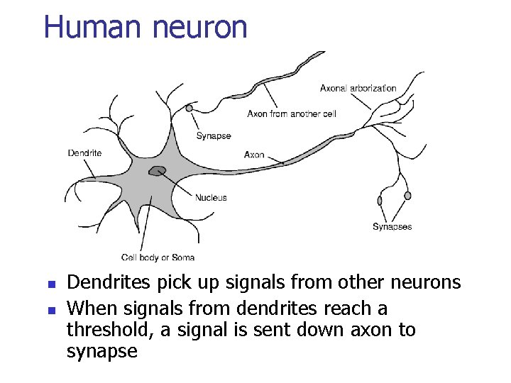 Human neuron n n Dendrites pick up signals from other neurons When signals from