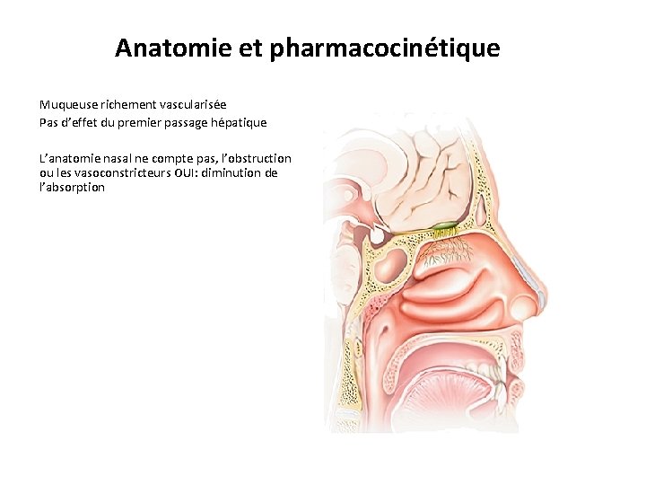 Anatomie et pharmacocinétique Muqueuse richement vascularisée Pas d’effet du premier passage hépatique L’anatomie nasal