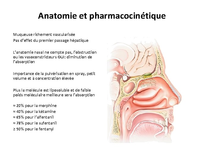 Anatomie et pharmacocinétique Muqueuse richement vascularisée Pas d’effet du premier passage hépatique L’anatomie nasal