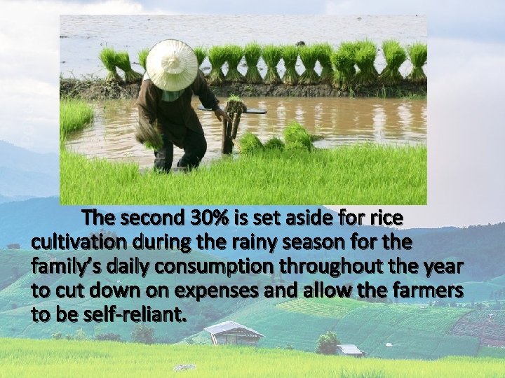  The second 30% is set aside for rice cultivation during the rainy season