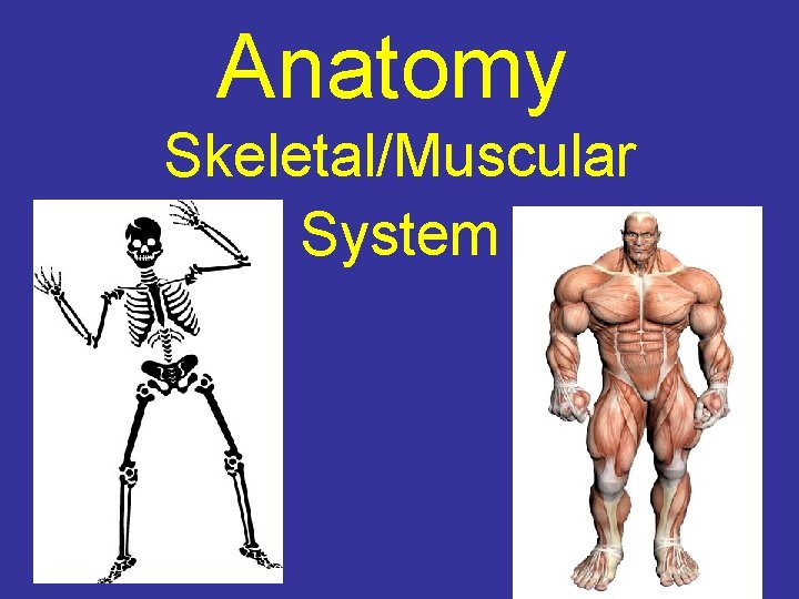 Anatomy Skeletal/Muscular System 