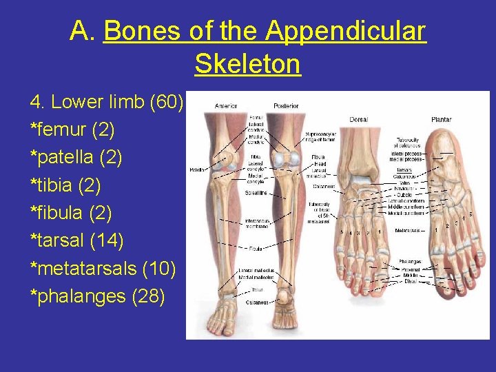 A. Bones of the Appendicular Skeleton 4. Lower limb (60) *femur (2) *patella (2)