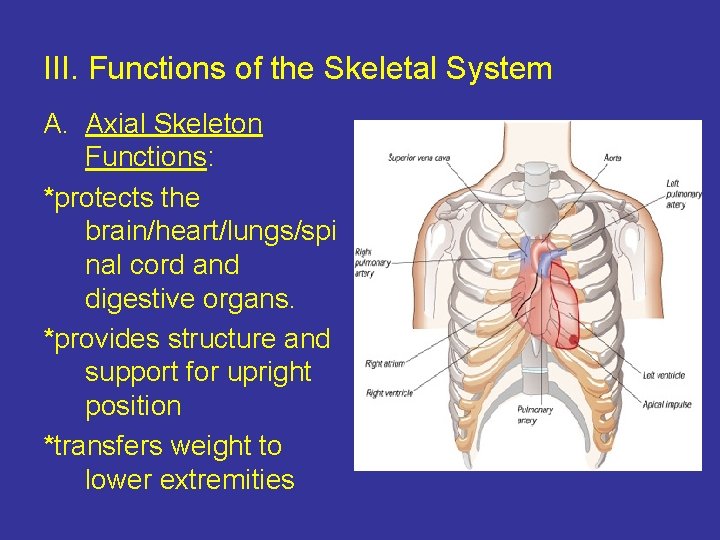 III. Functions of the Skeletal System A. Axial Skeleton Functions: *protects the brain/heart/lungs/spi nal