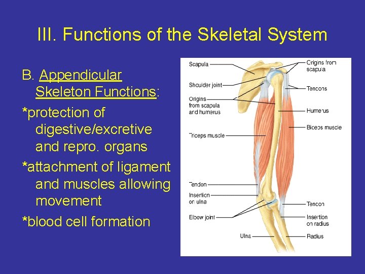 III. Functions of the Skeletal System B. Appendicular Skeleton Functions: *protection of digestive/excretive and