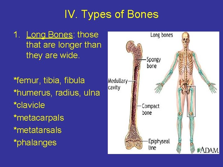 IV. Types of Bones 1. Long Bones: those that are longer than they are