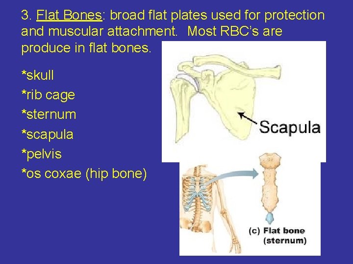 3. Flat Bones: broad flat plates used for protection and muscular attachment. Most RBC’s