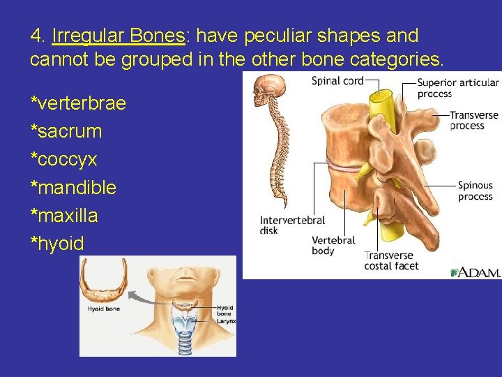 4. Irregular Bones: have peculiar shapes and cannot be grouped in the other bone