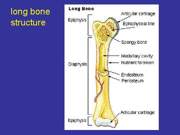 long bone structure 