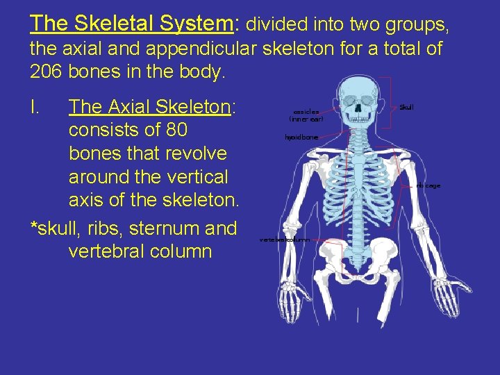 The Skeletal System: divided into two groups, the axial and appendicular skeleton for a