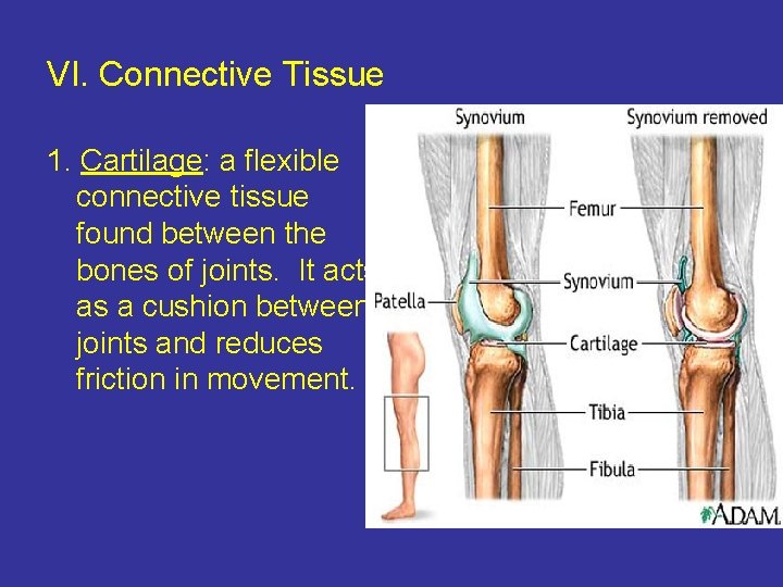 VI. Connective Tissue 1. Cartilage: a flexible connective tissue found between the bones of