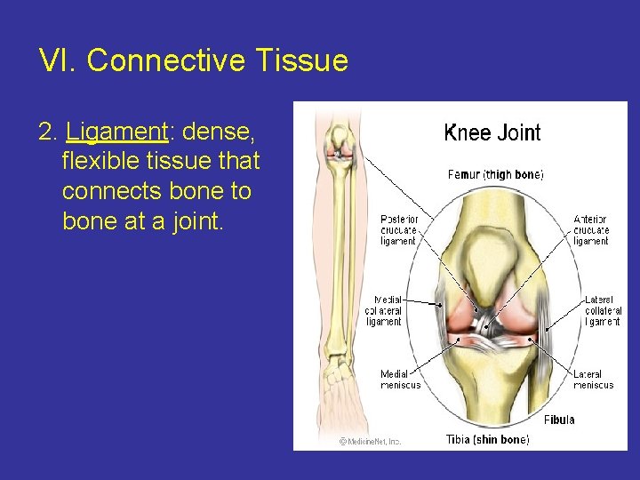 VI. Connective Tissue 2. Ligament: dense, flexible tissue that connects bone to bone at