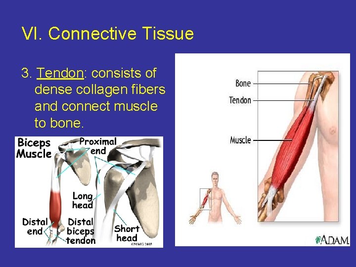 VI. Connective Tissue 3. Tendon: consists of dense collagen fibers and connect muscle to