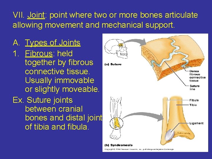 VII. Joint: point where two or more bones articulate allowing movement and mechanical support.