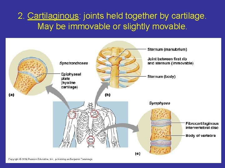 2. Cartilaginous: joints held together by cartilage. May be immovable or slightly movable. 