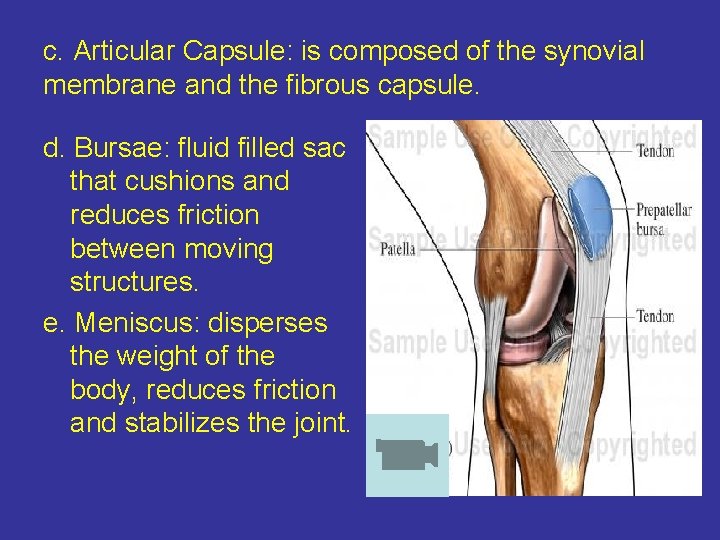 c. Articular Capsule: is composed of the synovial membrane and the fibrous capsule. d.