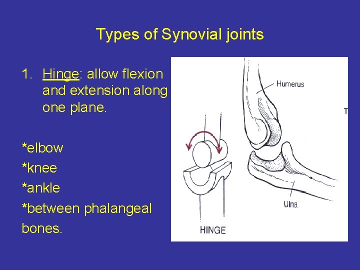 Types of Synovial joints 1. Hinge: allow flexion and extension along one plane. *elbow