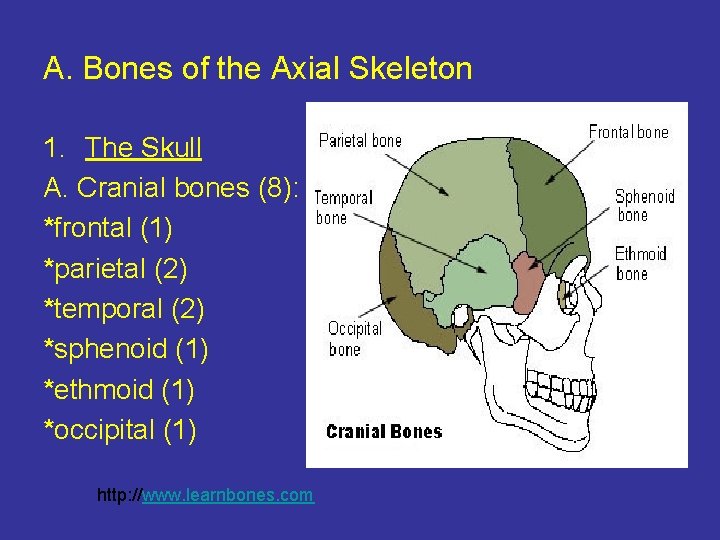 A. Bones of the Axial Skeleton 1. The Skull A. Cranial bones (8): *frontal