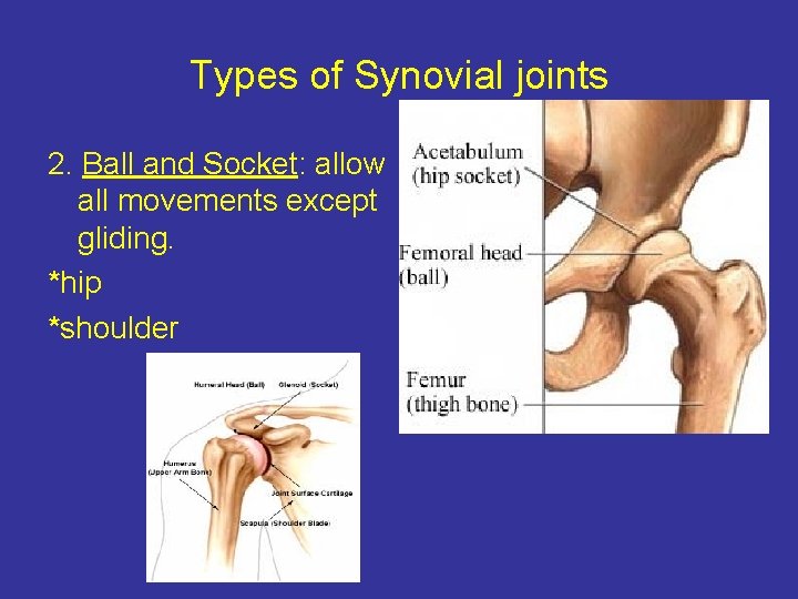 Types of Synovial joints 2. Ball and Socket: allow all movements except gliding. *hip