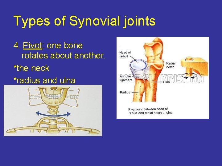 Types of Synovial joints 4. Pivot: one bone rotates about another. *the neck *radius