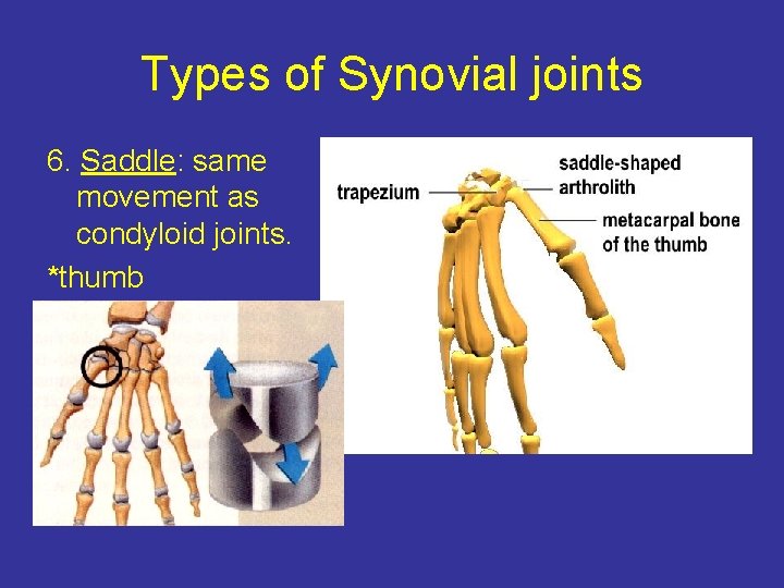 Types of Synovial joints 6. Saddle: same movement as condyloid joints. *thumb 