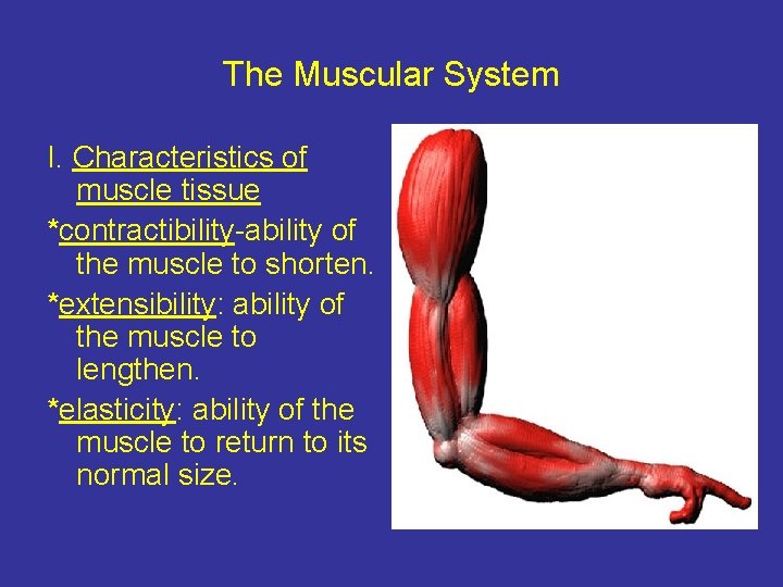 The Muscular System I. Characteristics of muscle tissue *contractibility-ability of the muscle to shorten.