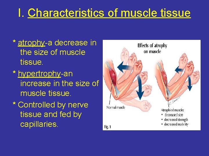 I. Characteristics of muscle tissue * atrophy-a decrease in the size of muscle tissue.