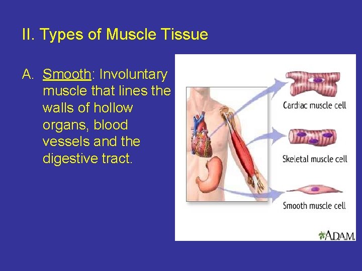 II. Types of Muscle Tissue A. Smooth: Involuntary muscle that lines the walls of
