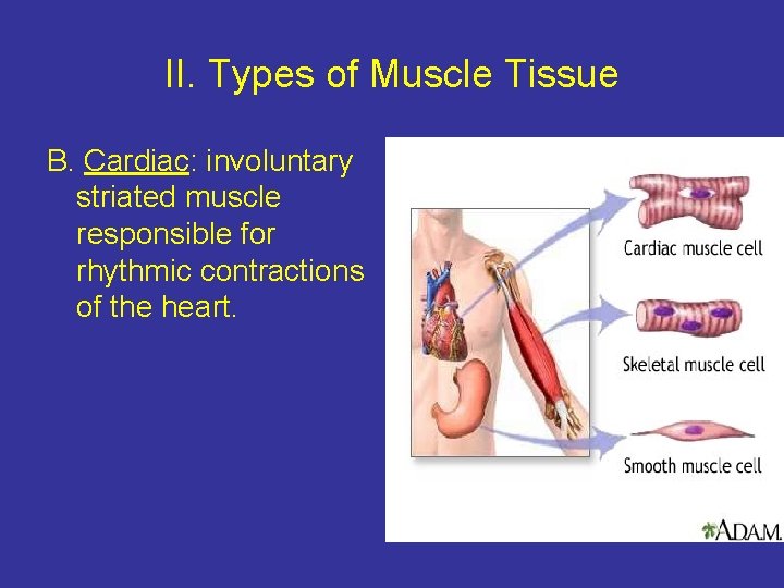II. Types of Muscle Tissue B. Cardiac: involuntary striated muscle responsible for rhythmic contractions