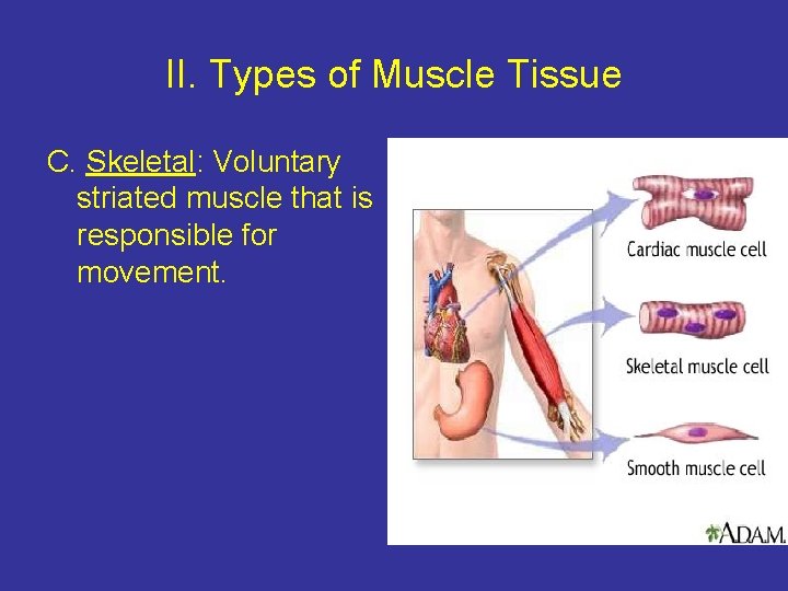 II. Types of Muscle Tissue C. Skeletal: Voluntary striated muscle that is responsible for