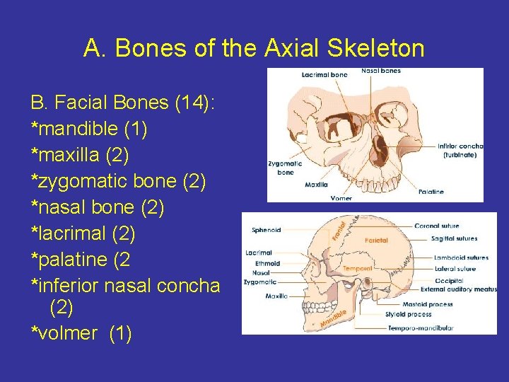 A. Bones of the Axial Skeleton B. Facial Bones (14): *mandible (1) *maxilla (2)