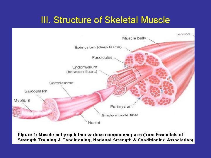 III. Structure of Skeletal Muscle 