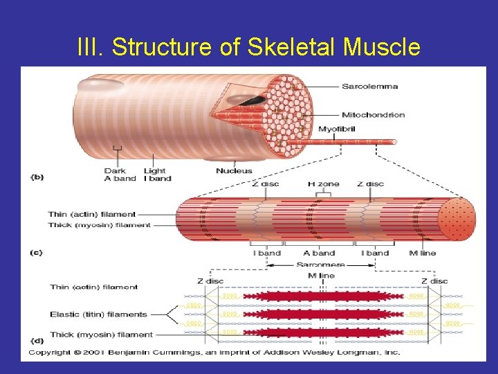 III. Structure of Skeletal Muscle 