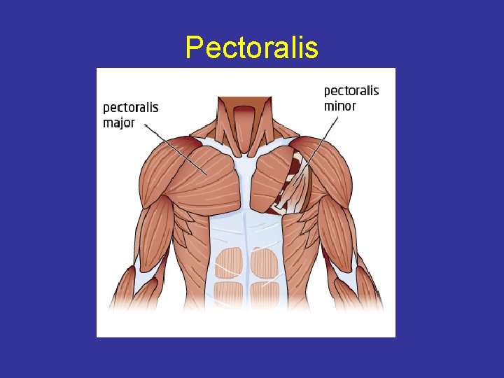 Pectoralis 