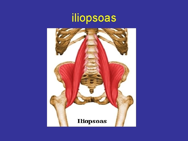 iliopsoas 