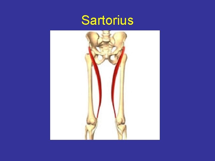Sartorius 